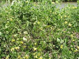Image result for Vigna luteola