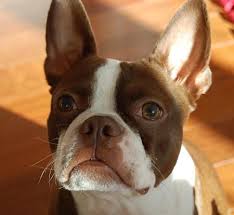 Maybe you would like to learn more about one of these? Rocky The Boston Terrier Boston Terrier Boston Terrier Names Boston Terrier Puppy
