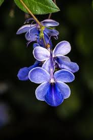 Image result for Rotheca