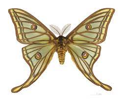 Durant la journée, elle se dissimule à la coupe des arbres, mais quand la nuit tombe, ce papillon est capable de recourir de très larges distances. Isabellaspinner Wikipedia