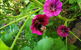 We did not find results for: Deutsche Wildtier Stiftung Insektenfreundliche Pflanzen