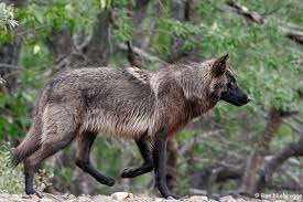 Black And Brown Wolf Side Shot Of Shila An Outsider Wolf In My Wolf Pack Wolf Images Black Wolf Wolf Dog