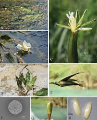 Image result for Ottelia kunenensis