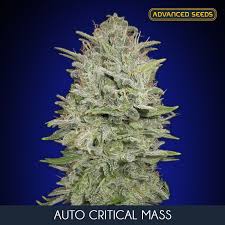 A critical mass is the smallest amount of fissile material needed for a sustained nuclear chain reaction. Auto Critical Mass Advanced Seeds Cannabis Seeds Zamnesia