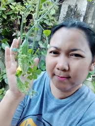 Musical garden update and renewal