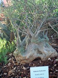 Image result for Adenia fruticosa