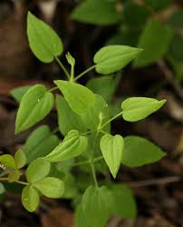 Image result for Rubia cordifolia