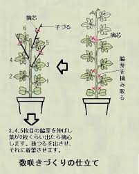 アサガオ 数咲きづくりの仕立て アサガオ 花の育て方