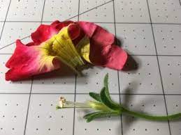 Dissection 4 Petunia Petunia Axillaris Don T Tell My Wife Biol F195 Intro To Alaska Flora