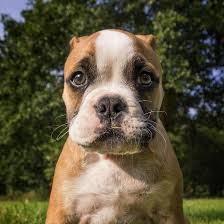 This is how a puppy learns it's rude to jump on a dog's head while he's resting, for example. Why Does My Adult Dog Bite My Puppy