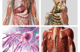 Visible Body 3d Human Anatomy Human Body Human Anatomy 3d Human