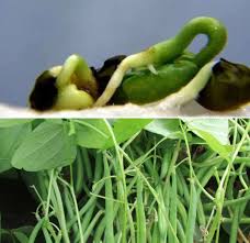 How to grow black beans in a mason jar. Beans Seed Germination Time Temperature Process Gardening Tips