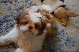 Ravello Is A Liver And White Shih Tzu Puppy From Glory Ridge S Pipsqueek And Toto Shih Tzu Puppy Shih Tzu Therapy Dogs