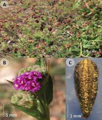 Image result for Boerhavia coccinea