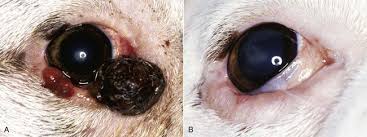 Squamous cell carcinoma (scc) is the most lymphosarcoma and mast cell tumors (mastocytoma) are the next most common tumors that affect the feline eyelid. Ocular Tumors Veterian Key