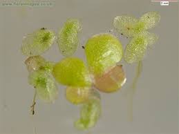 Image result for Lemna