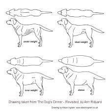 25 Methodical Puppies Diet Chart