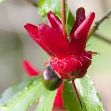 Image result for Ochna ovata