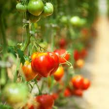 Our word tomato comes from their nahuatl word tomatl, meaning swelling fruit. Tomato History From Poison To Obsession Planet Natural