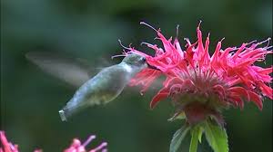 There are dozens of flowers they visit, but we share 15 flowers we call their favorites. Flight Of The Hummingbirds 9news Com