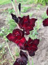 Image result for Gladiolus pretoriensis