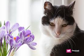 Certain plants can cause serious harm to your cat or kitten should they ingest any. Poisonous Plants And Flowers Dangerous To Cats