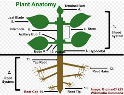 The diagram below shows the parts of a typical flower. Parts Of Flower And Plant Pistil Sepal Stamen And More Diagrams Included