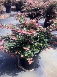 Check spelling or type a new query. Loropetalum Chinense Rubrum Plum Delight Razzleberry Plantvine