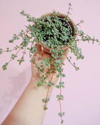 Image result for Pilea angolensis