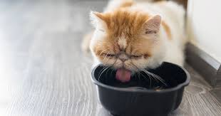 If you ever need anything they are always willing to go the extra mile to get you the help you and your fur cannot say enough about advanced pet care of parker. Does My Pet Have Chronic Kidney Disease Zoetis Petcare