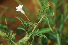 Image result for Ipomoea coptica