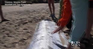 It has a huge shadow size and sells for 9,000 bells. How Much Does An Oarfish Sell For