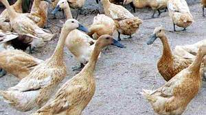 Jenis pakan bebek agar cepat bertelur. Cuaca Ekstrem Bikin Peternak Bebek Petelur Di Ciamis Merugi