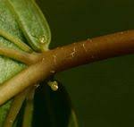 Image result for Croton madandensis