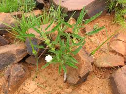 Image result for Monsonia glauca