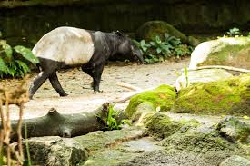 Wild animals in indonesia all wild animals in indonesia indonesian animals animals of about national geographic wild: Sumatra Wildlife Animals And Birdlife In Indonesia Wild Sumatra Wildlife Wildlife Animals Animals