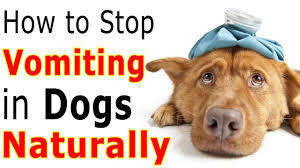 Make sure your dog is not drinking and filling up on water; Why My Dog Is Throwing Up How To Stop Vomiting In Dogs Naturally Dog Dog Throwing Up Vomiting Remedies Throwing Up