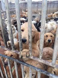 Below, seven owners break down how much they spend monthly and annually on their dogs. 60 Dogs Rescued From China S Dog Meat Trade Need Your Help To Find Loving Forever Homes People Com