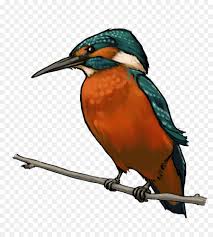 Suara burung raja udang atau yang sering disebut juga tengkek udang ini sangat nyaring dan rapat. Raja Udang Gambar Burung Gambar Png