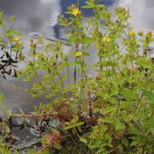 Image result for Hypericum lalandii