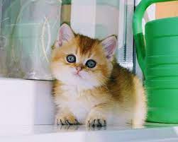 1 kedi 1 kopek sahiplenme ilanlari kedi scottish fold kediler ve yavrulari