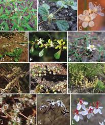 Image result for Hypertelis bowkeriana