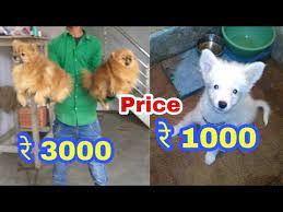 Browse thru pomeranian puppies for sale near seattle, washington, usa area listings on puppyfinder.com to find your perfect puppy. Pomeranian Dog Price Difference Youtube