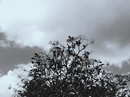 We send them to people to show them how much we care, and we send them to show our sorrow when someone dies. Aesthetic Black Black And White Dark Flowers By Taeseokgibaby On Deviantart