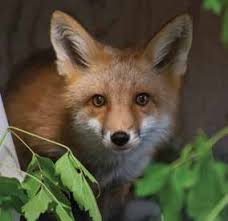 ANNUAL REPORT for 2023 GREENWOOD WILDLIFE REHABILITATION CENTER