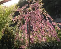 We did not find results for: Flowering Cherry Cheals Weeping Mature Trees Hopes Grove Nurseries