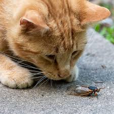 Check spelling or type a new query. Flying Treats Can Dogs And Cats Snack Safely On Cicadas The New York Times