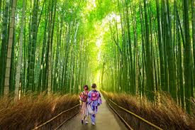 Many festivals also include the use of bamboo in various forms. Arashiyama Bamboo Forest In Japan Stunning Photos That Will Make Your Day India Com