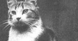 Cats In 20th Century History Cats In War Faith The Church Cat Cats Great Cat Newborn Kittens