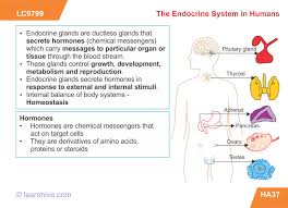 Learnhive Icse Grade 10 Biology Human Anatomy And